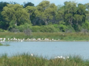 White pelicans and crocodile, just visible in a hippo pool.