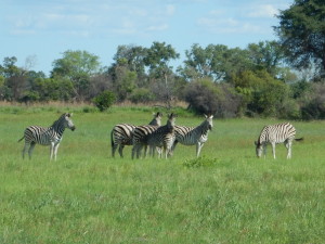 Okavango Zebra