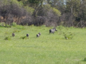 Okavango warthog family