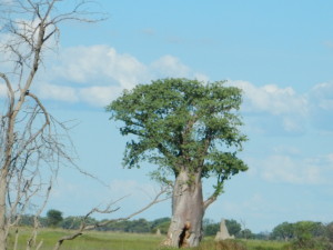 The iconic Babab tree against a blue Okavango sky