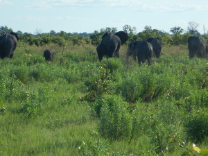 Elephant family not interested in meeting us.