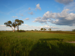 Okavango sky and grasslands