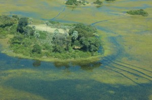 Okavango Tree Island