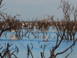 African white pelicans, Lake Ngami