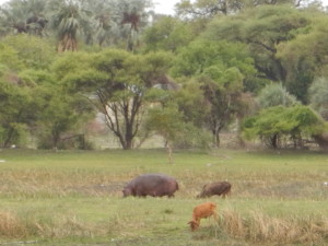 Hippo grazing with cattle along the banks for the Thamalakane  River in Maun, Botswana.  An example of interaction and competition between human activities and Nature.  