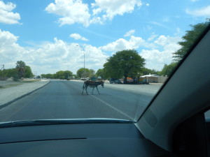 Donkey holding up traffic.  A common site in Maun, Botswana.  Also there are goats, cows, dogs, and chickens.