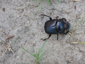 Dung Beetle, Maun, Botswana