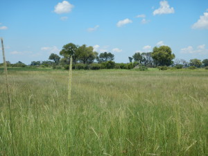 The grassy dry season landscape of the southern Okavango Delta between Maun and Chief's Island. Except for the tree islands in the distance, this landscape will begin flooding sometime between April and June.