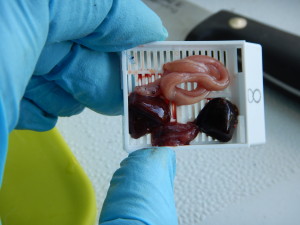 Gonad, spleen, liver, and kidney samples from a tilapia, placed in a cassette for fixation (preservation) in formalin