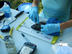 Field dissections of tilapia.