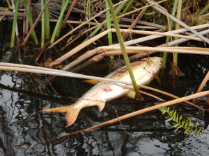 Dead adult tigerfish in Guma Lagoon. 