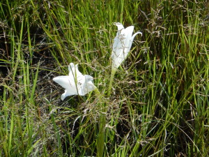 Okavango Easter lily, blooming the last week of March near Moremi Crossing Camp.