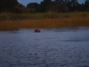 Hippo watching our water monitoring - always vigilant.