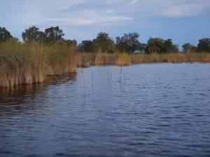 The edge of a lagoon: good habitat for catfish; not so much for tilapia.