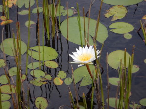 Moremi waterlilies