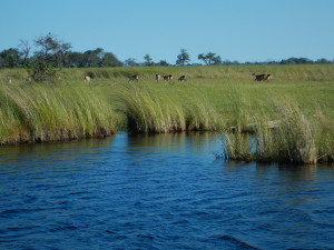 Wetland adapted red lechwe antelope in Moremi