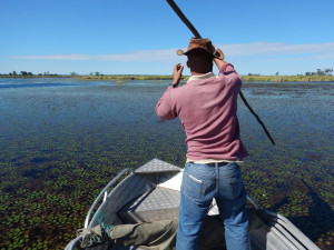 My colleague, R. Mothobi poling at the bow. There were three of us poling all together, and we moved at the grand speed of anywhere from 0-1 km per hour depending on the depth and degree of vegetation.