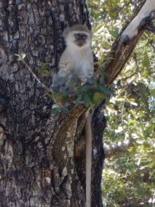 Moremi monkeys are playful and opportunistic robbers of all things edible.