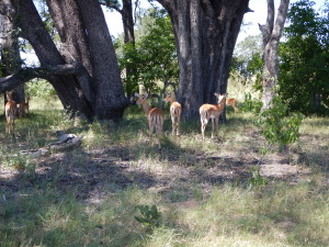 Impala at Xakanaxa.