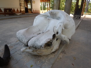Elephant skull at Moremi, North Gate.