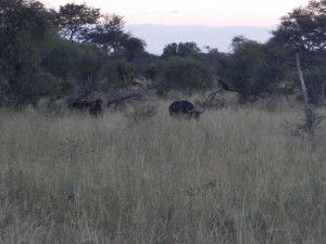 Buffalo on the road to Moremi.