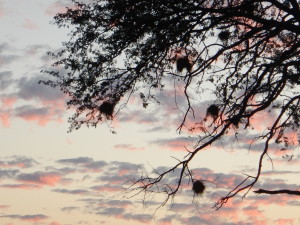 Weaver nests at sunset, Moremi National Park, Botswana.
