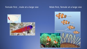 Blue-banded gobies and clown fish undergo sex change as a normal part of their life history.