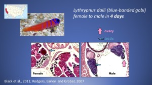 Blue-banded gobies are female first and male second, a transformation they accomplish in just four days!  During that time, the ovarian part of their gonad atrophies and the testicular part enlarges and matures.  