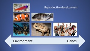 The continuum of reproductive development.  The sex of some animals is determined by environmental conditions like social interactions (clown fish, gobies) or egg incubation temperature (crocs and alligators).  For other, like people, sex is determined by genetics with a hormonal overlay.  In the middle are animals like toads and tilapia that will show signs of intersex (both male and female tissues) when exposed to hormonally active chemicals in the environment.