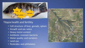 The features of fish health and water quality that I am measuring in the the Delta.