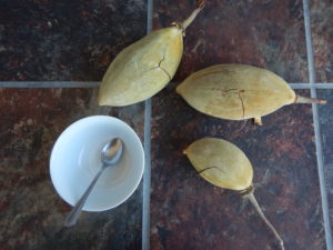 Baobab fruits have a hard shell covered in soft, velvet-like fuzz.