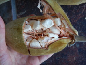 The inside of a ripe baobab fruit.