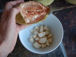 Scooping out dry baobab pulp to make baobab yogurt.