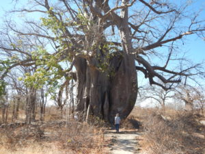 My children in front of a 4000 year old baobab tree at Planet Baobab Lodge in Botswana.