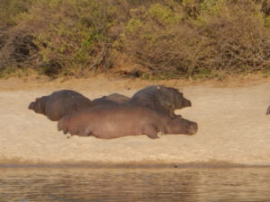 These hippos look relaxed and sleepy, but they absolutely knew we were there.  