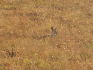 Black backed jackal.