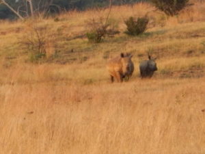 A mother rhino with her calf.