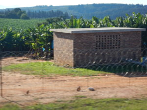 Banana plantation near Kruger.