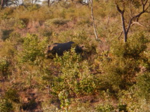 Rhino, the first animal we saw as we entered Kruger!