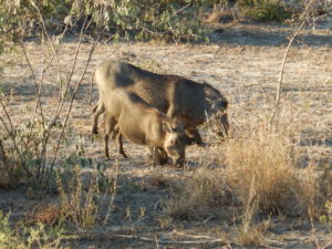 Foraging warthogs.  (Sorry to say but warthogs are both cute and delicious)