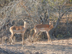 Impala - delicate and tawny.