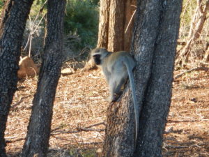 Vervet monkey