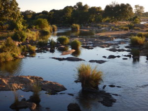 A kruger river with it stones and grasses.