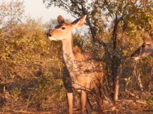 Kudu female.