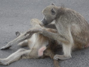 Grooming baboons enjoying warmth of the road.