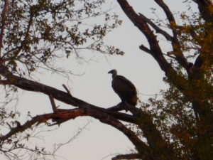 Vultures, members of Africa's vital disease management and clean-up crew.