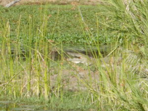 Young crocodile