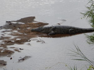 Kruger Croc