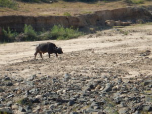 Lone buffalo.