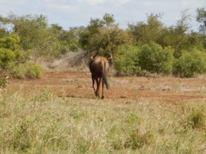 A lone wildebeest. Likely a male who lost his bid to lead the breeding herd.